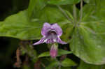 Small's beardtongue